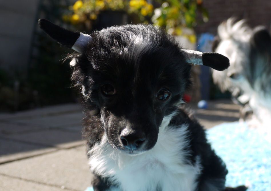 It's from Fabio Little Charmings.