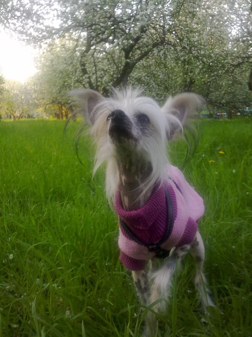 Yasti Amaridzho iz Pokoleniya Zvezd