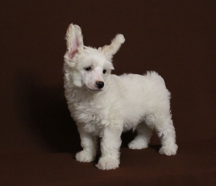 Naleks Art Sacramento