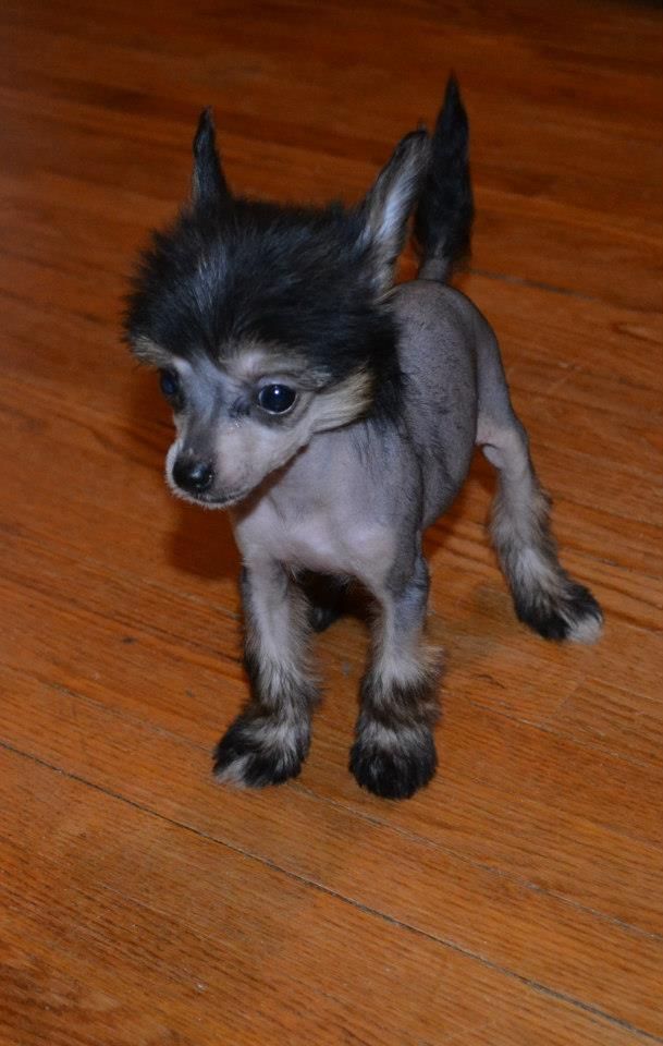 McShane's Peppermint Mocha