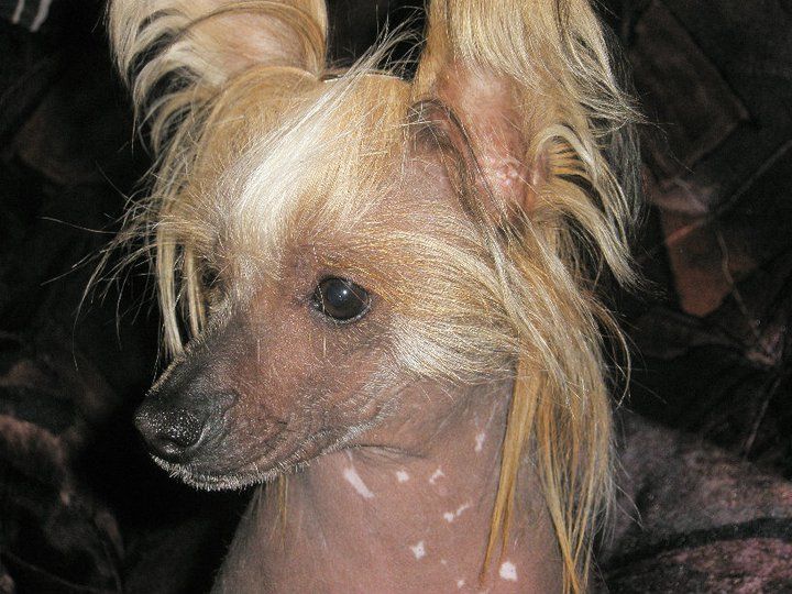 Black Jack Janis Joplin