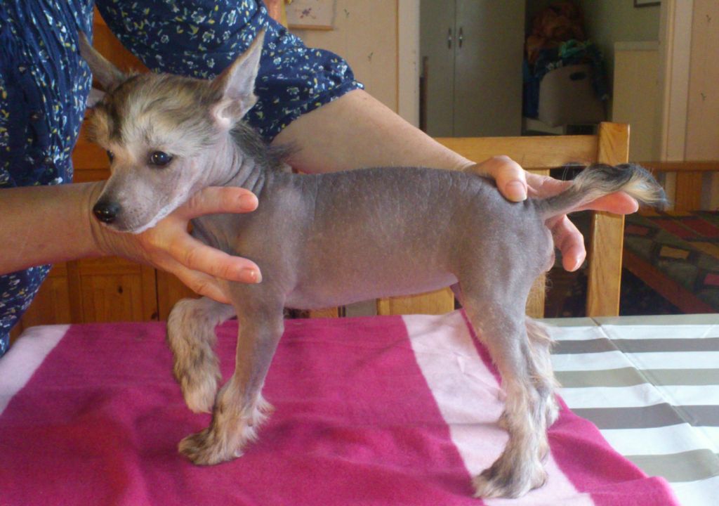 Beachcrest Octopussy