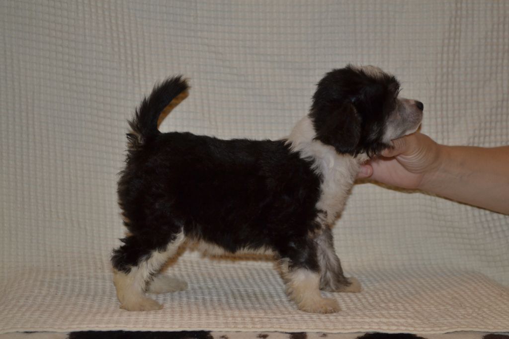 Shelcovij Shlejf Nouakchott