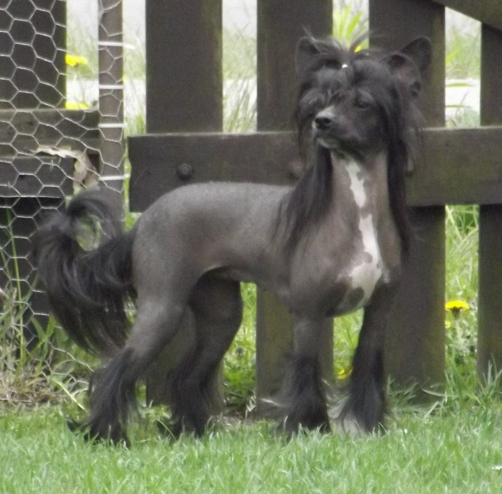 Crazy Little Love of Candymoor Castle