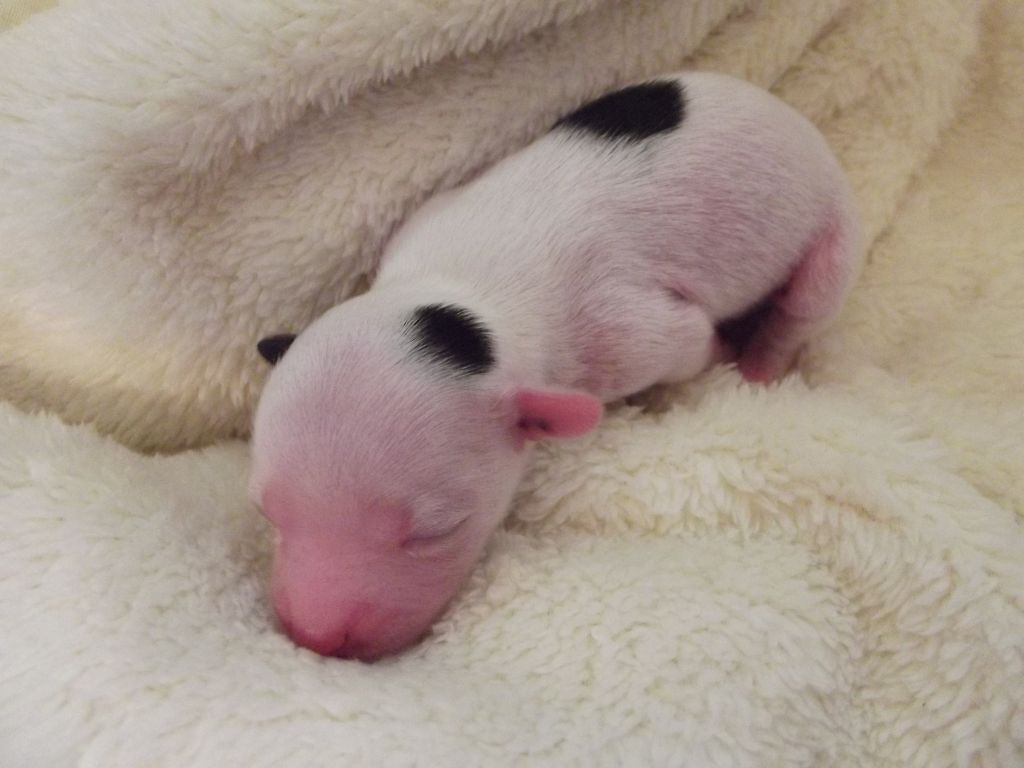 Careless Whisper of Candymoor Castle