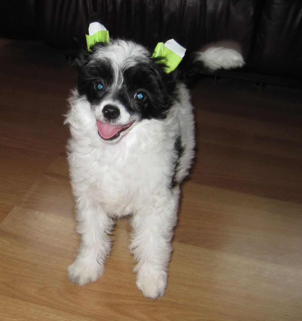 Breezy Meadows Chinese Cresteds Penelope