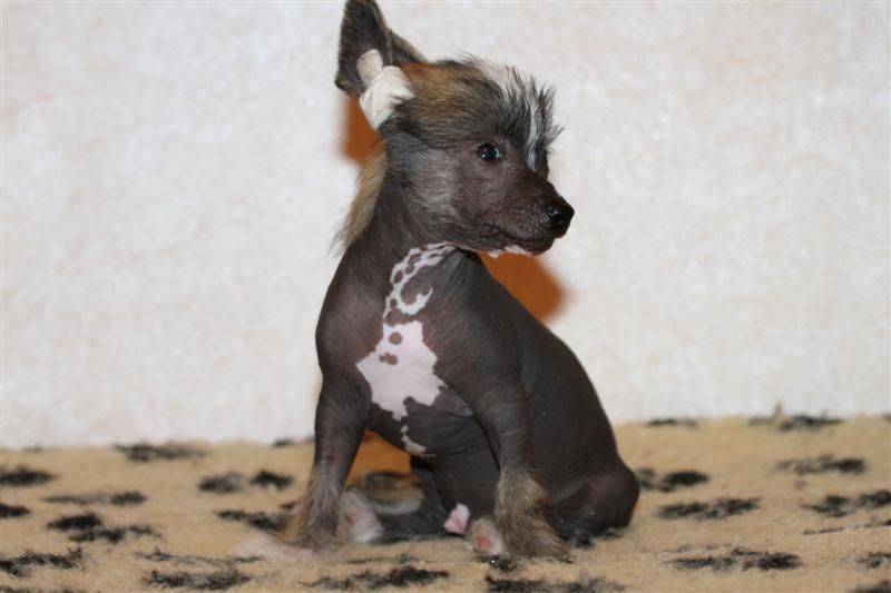 Worldshow Edmunt Dantes