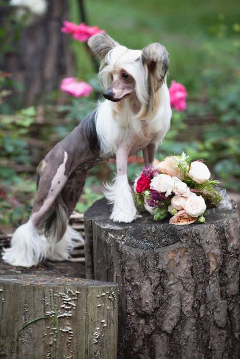 Dogland Happy Shameless