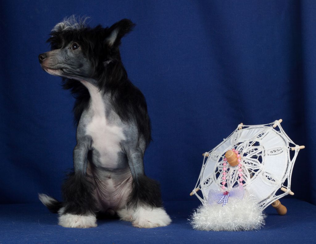 Lakshmi Black Diamond