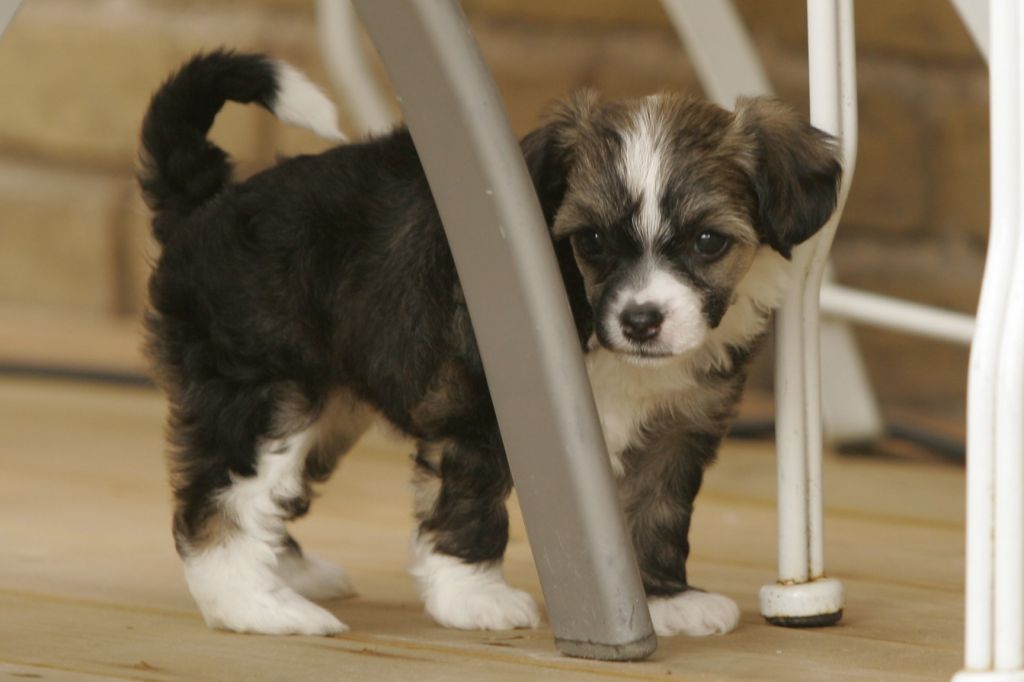 Gou's Naughty Lady Of Shady Lane