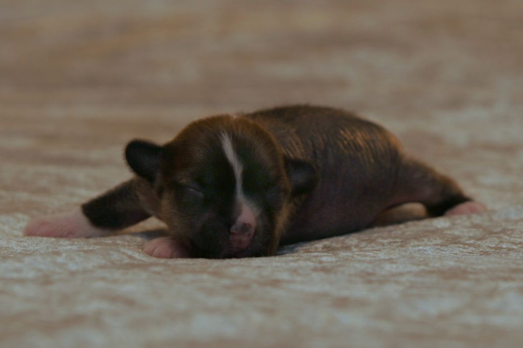 Gou's Na Na Hey Hey Kiss Goodbye