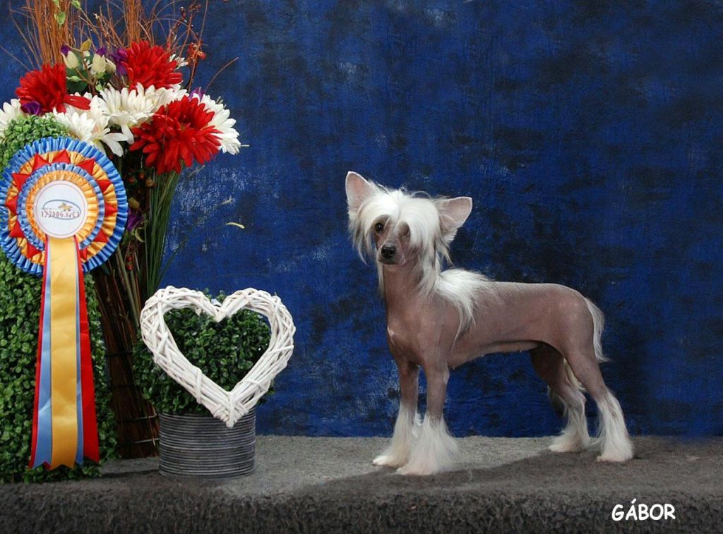 Mongoshi Rumor  Has It