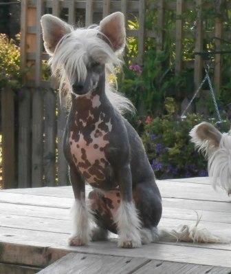 Scherzando Desdemona