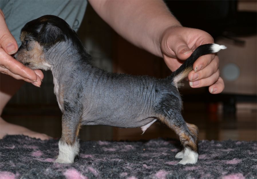 Fiabella's Diablo Royale