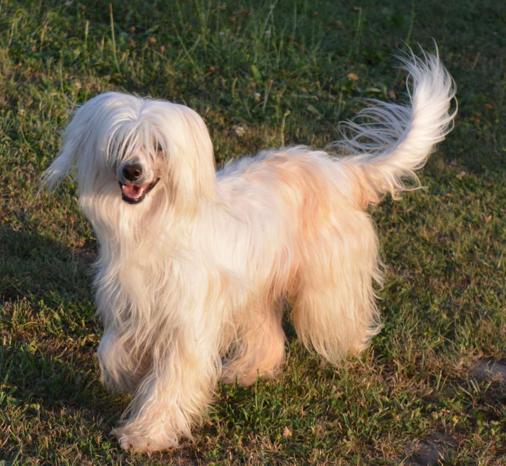 Jgd. Ch. It's The Question of Love von Hellmundin