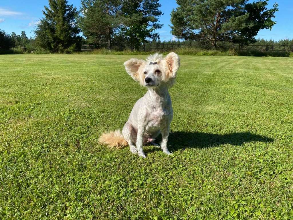 Lionheart King Speech