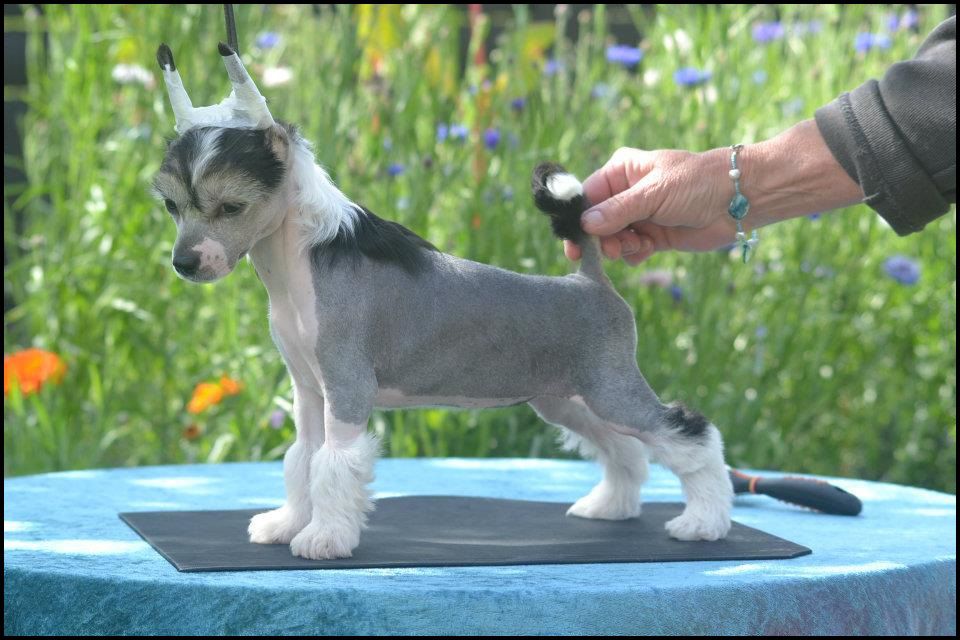 Lionheart Komeback Kween