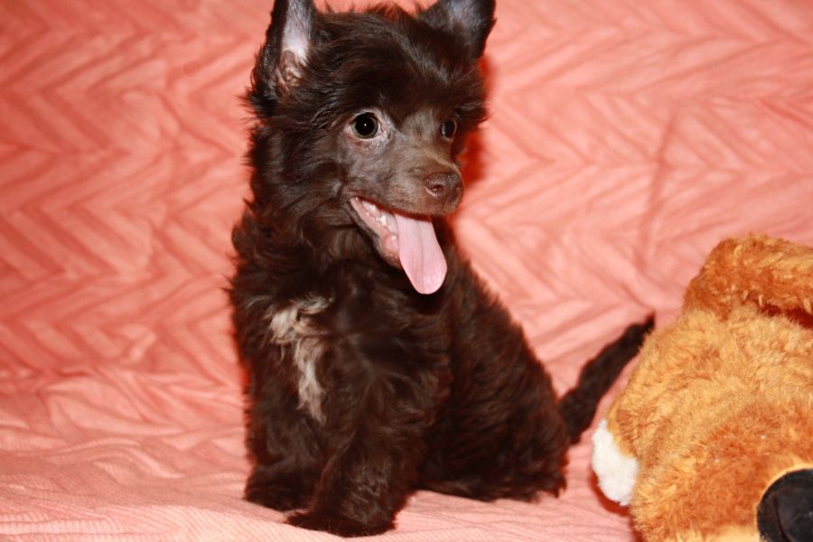 Charuyuschiy Soblazn Essex Palette