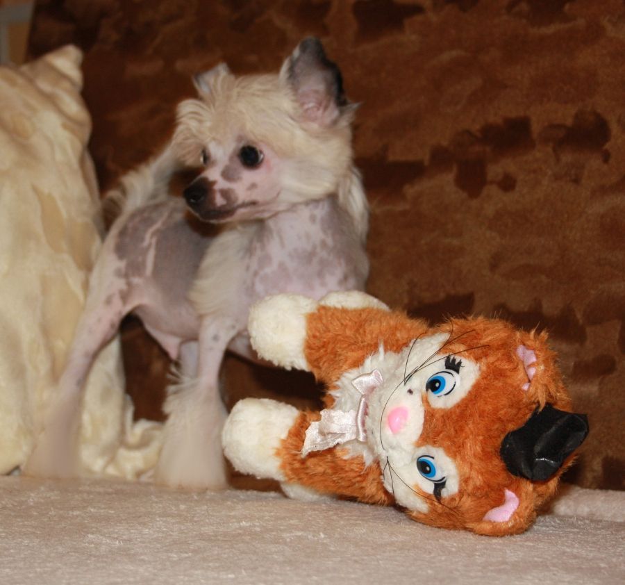 Charuyuschiy Soblazn Empozanti