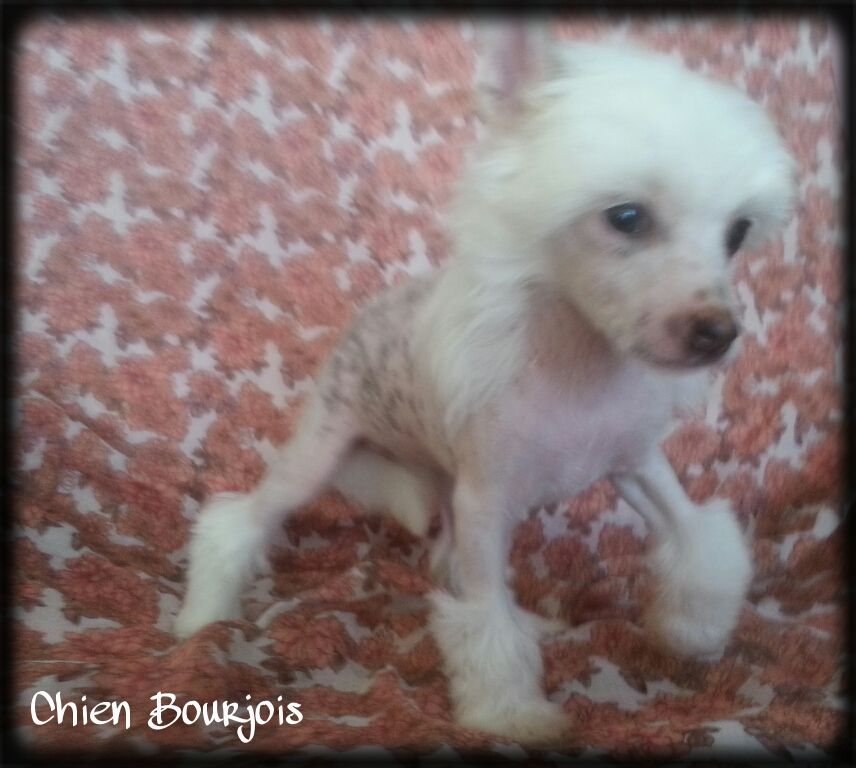 Fresa de le Chien Bourjois