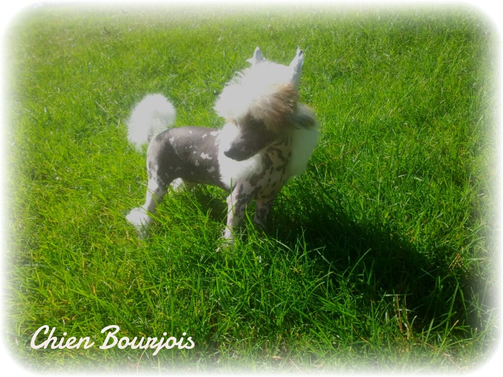 Galleta de le Chien Bourjois