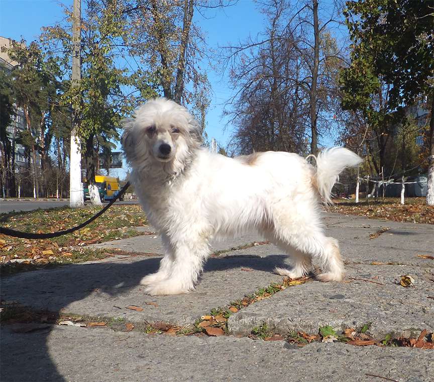 Little Vanilla Byrbon Rugen Miko