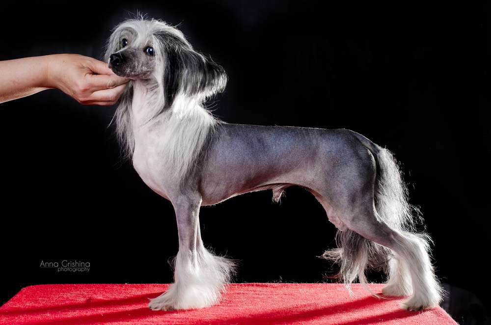 Johnny Depp ot Tsarista