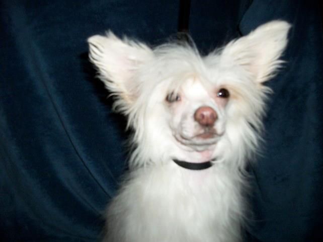 Nina's K Fascinating Fashionista