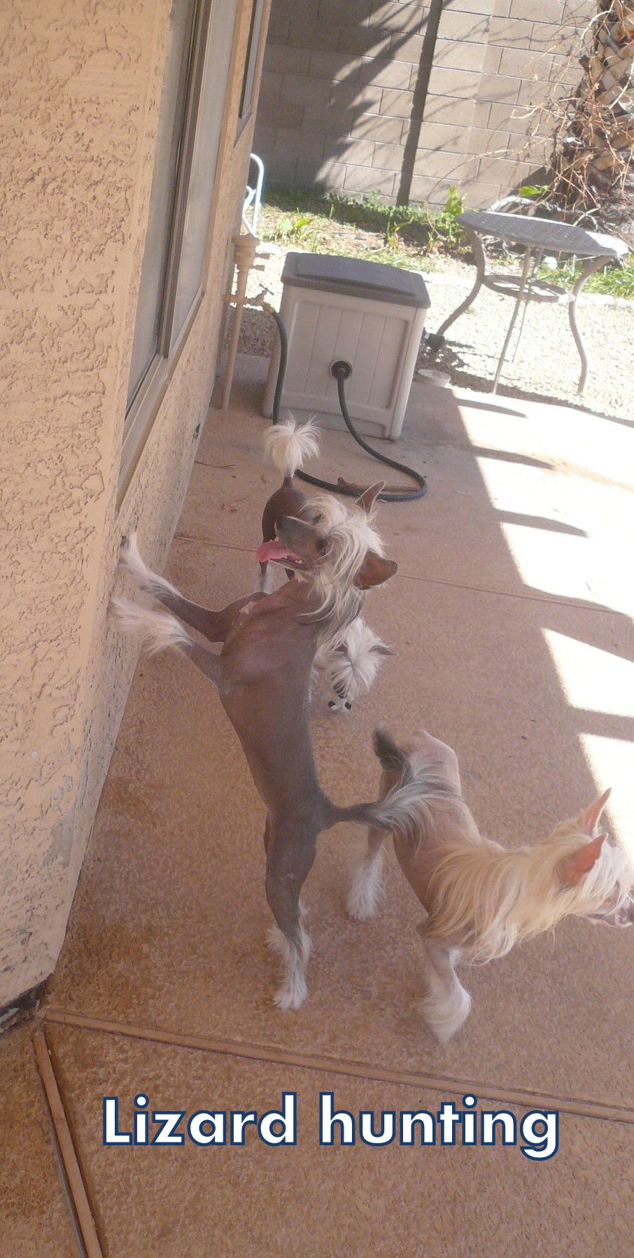 Nina's K Flamboyant Filly