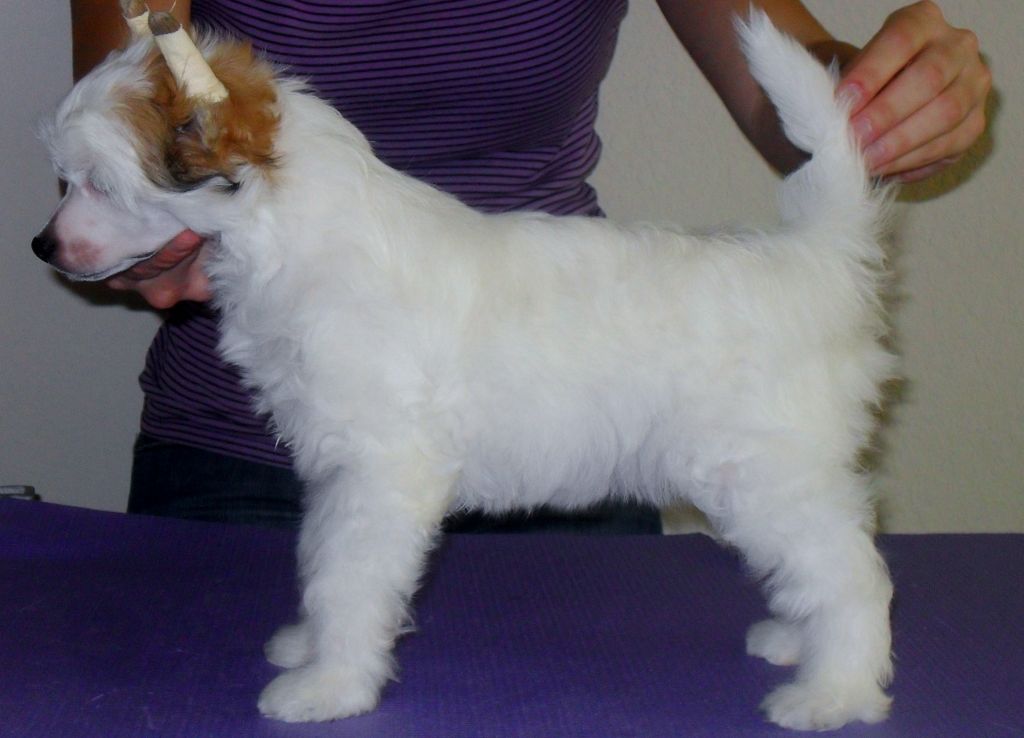 Gracieux In Like Flynn