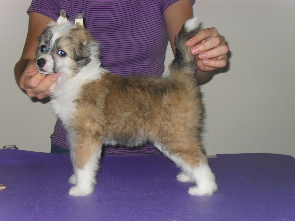 Gracieux Angelina Jo Li