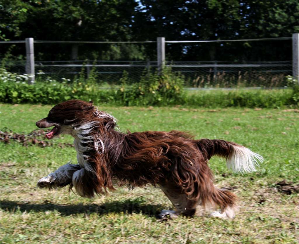 Favourite Joy Authentic Style