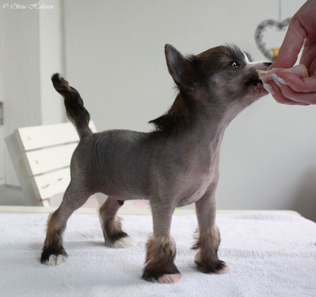 Xtra Bold One-Night Stand