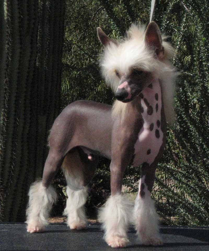 Februus Dio Megi della Morte