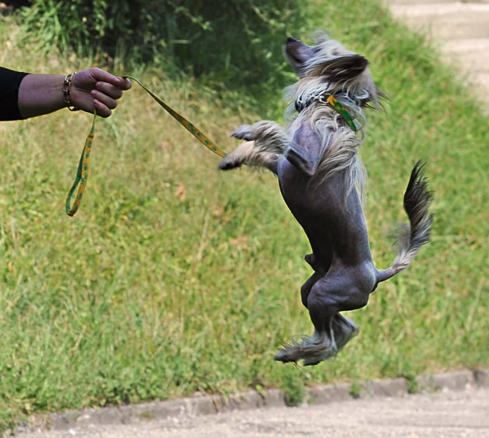 CH Fufluns Dio della Terra in Megi