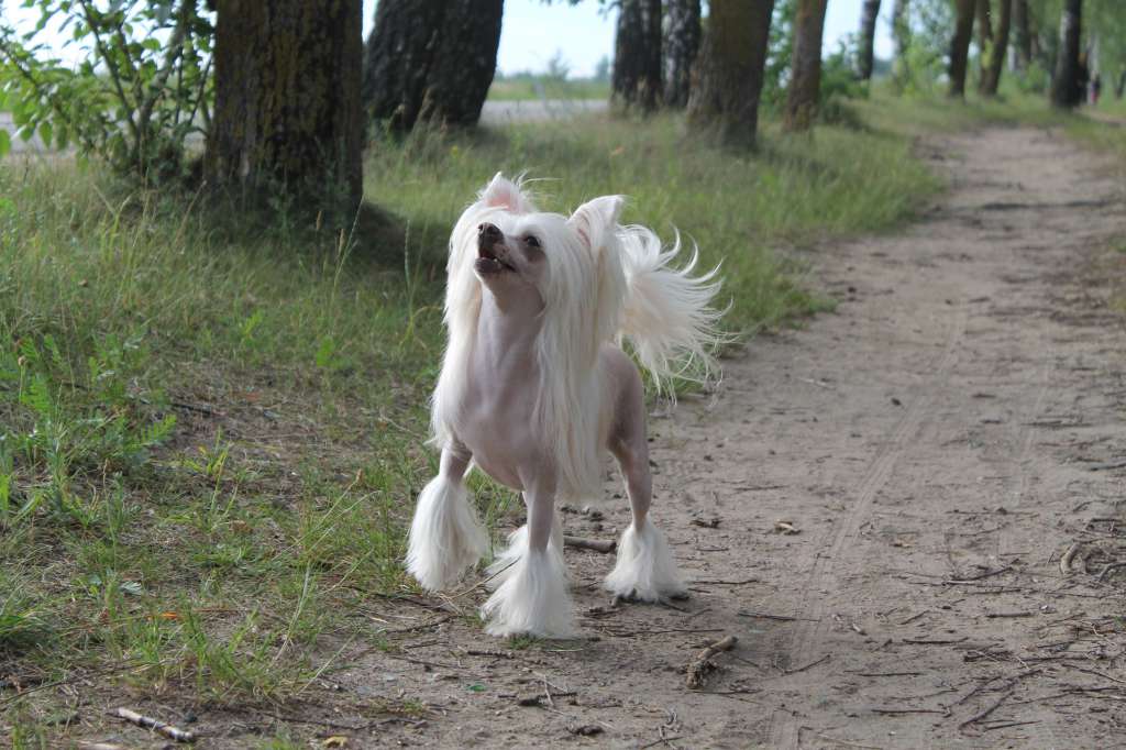 Apriori Vip Expression