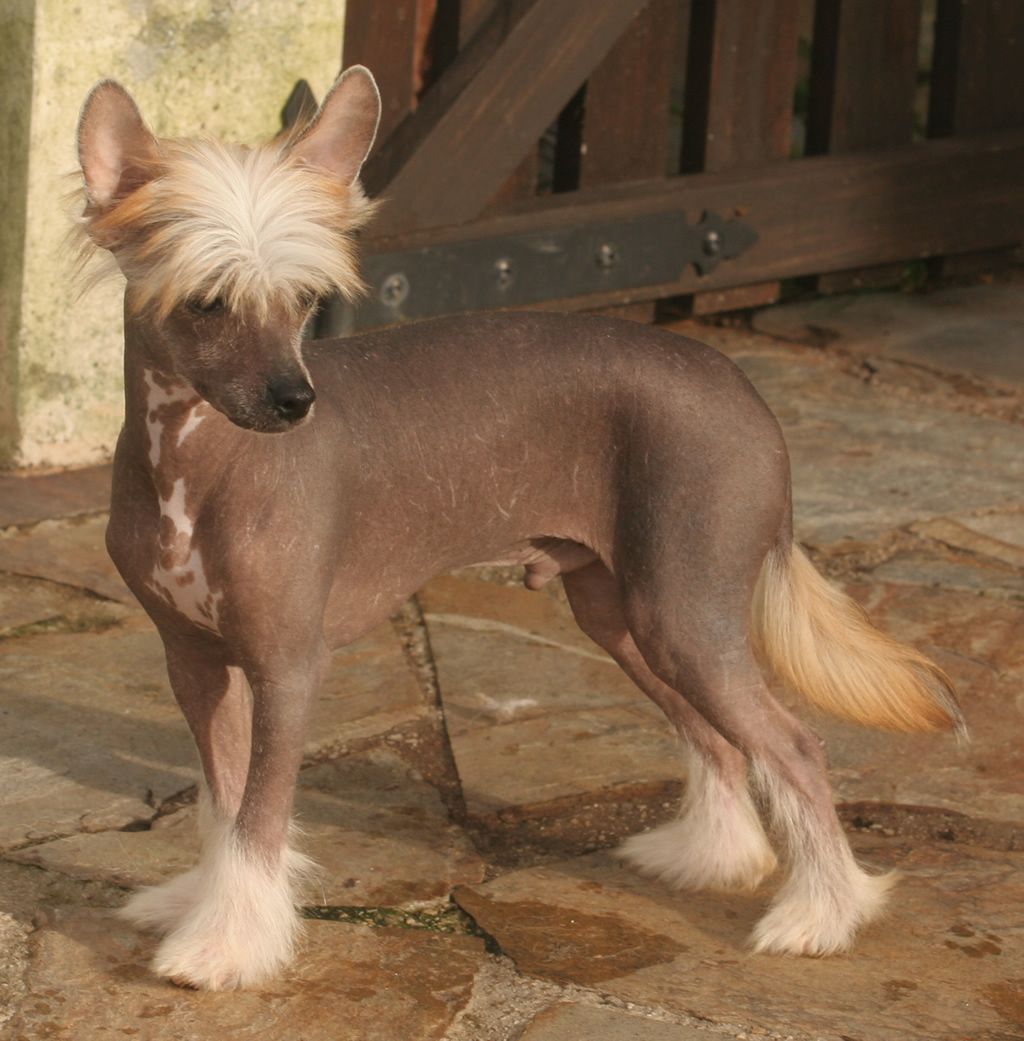 Tweak of bear de Almamasan