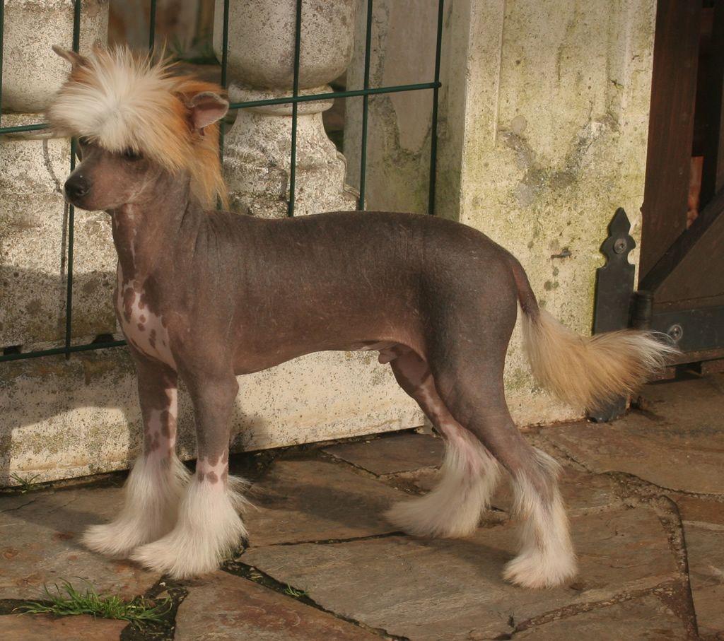 Twofold stars de Almamasan