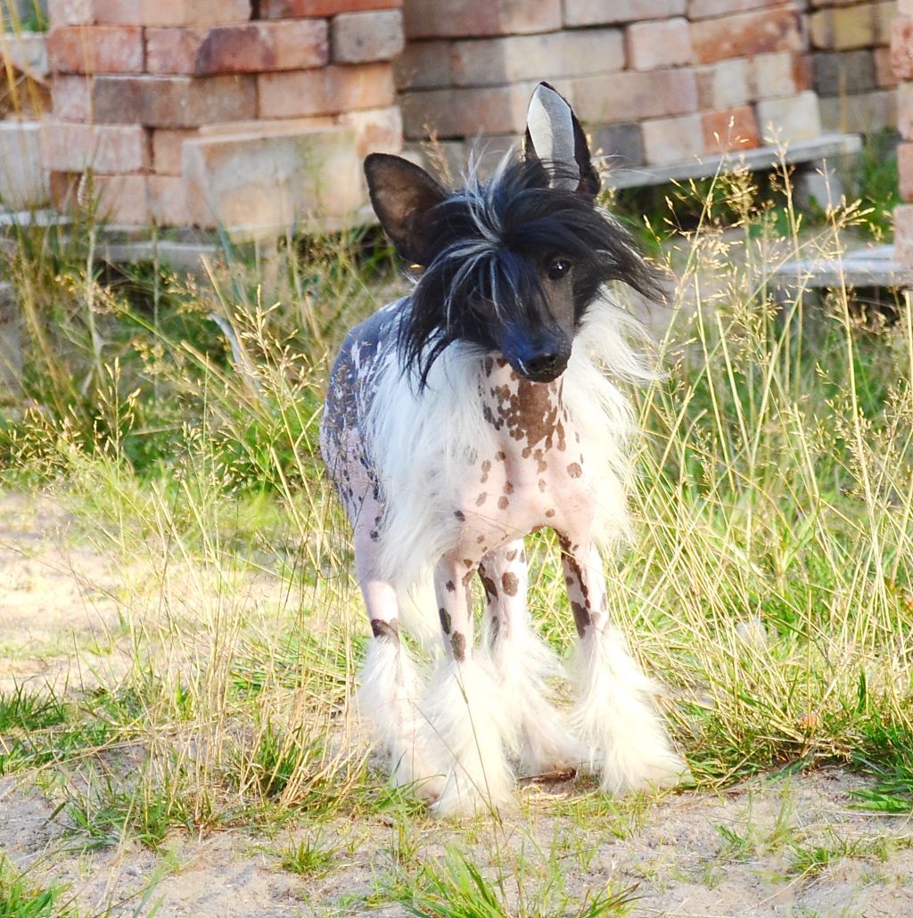 Kae'l  Gentle Whisper