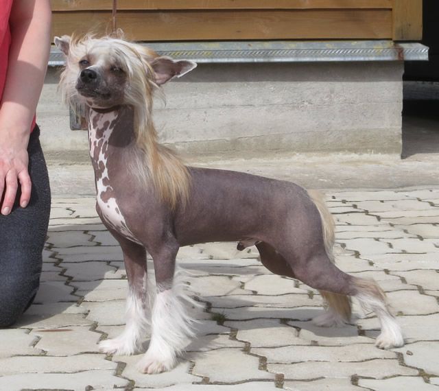 Vernisazh Mari Steinveiz