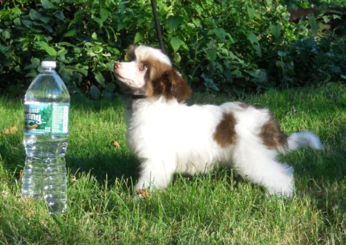 Mythic Mini Chocolate Demitasse