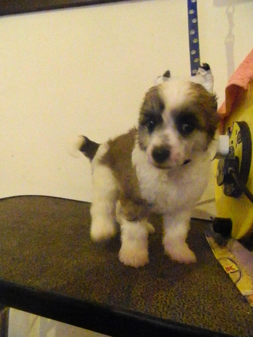 Diadene Quirinus Quirrell