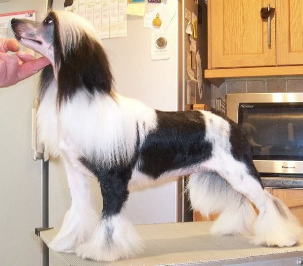 Kranar Superior Finish for shumllea