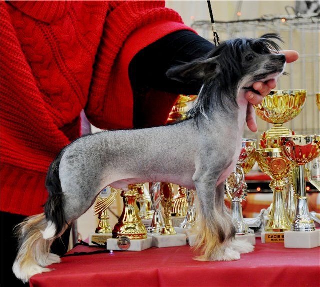 Iroslava Nezhnyj Potceluj