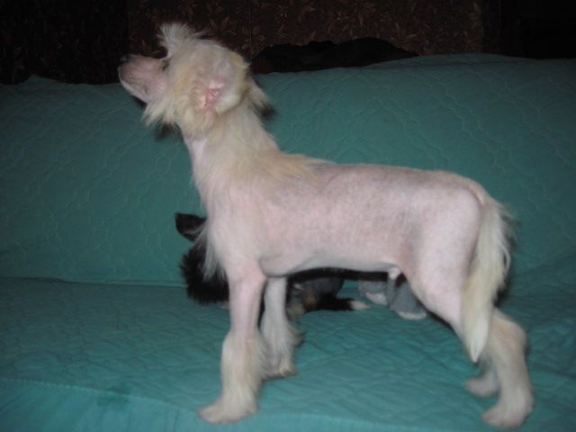 Iroslava Nebesnyj Angelochek