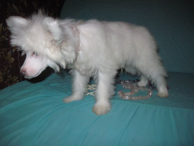 Iroslava Nautilius Pampilius