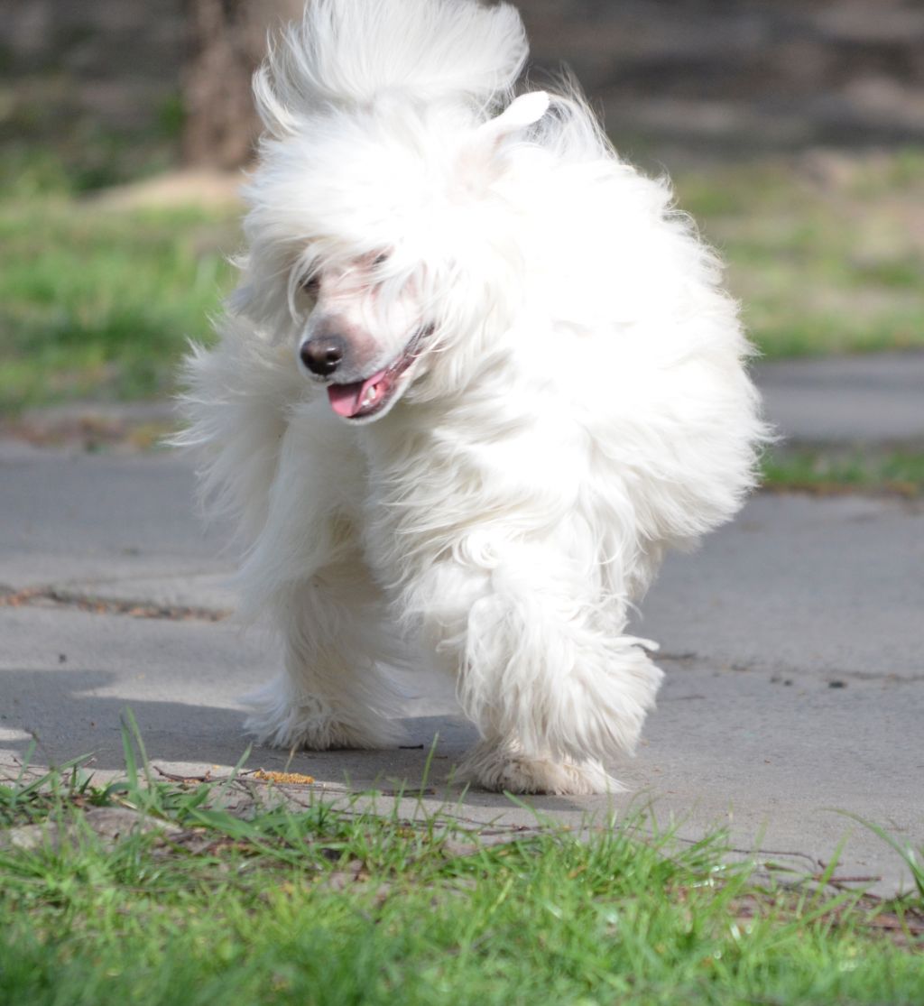 Magic of Success Lovely Favourite