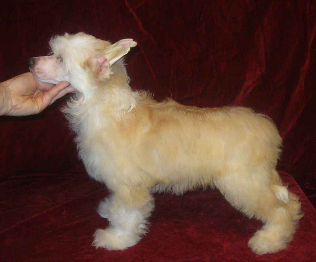 Magic of Success Lion Heart