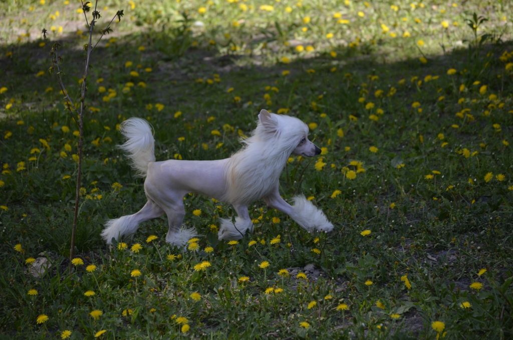 Magic of Success Lunar Flower