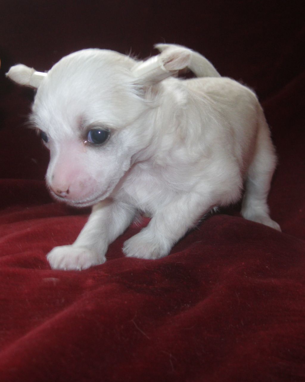 Magic of Success Lily White Queen